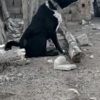 سگ اشپیز|سگ|بندرعباس, |دیوار