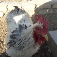 مرغ وخروس کوشین