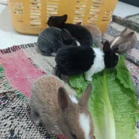 خرگوش|موش و خرگوش|مشهد, نظام دوست|دیوار