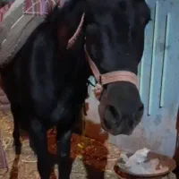 اسب اخته|اسب و تجهیزات اسب‌سواری|طالقان, |دیوار