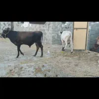فروش گوساله نر درجه یک
