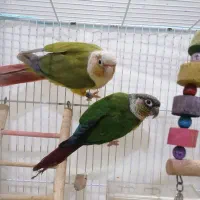 گرینچیک مولد آماده|پرنده|بجنورد, |دیوار