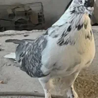 کبوتر پر درجه یک