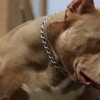 ماده پیت بول طلایی