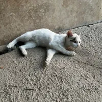 واگزاری گربه