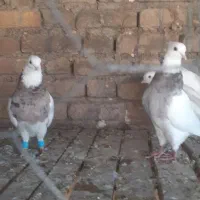 دو جفت طوقی