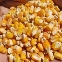 کنسانتره و سبوس