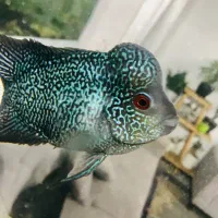 ماهی فلاور بالغ هد دار خوشرنگ