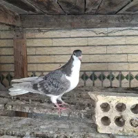 جوجه خوشرنگ شیرازی مگسی سرکه ای