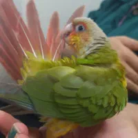 پرنده گمشده|حیوانات|خمین, |دیوار