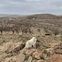 واگذاری خرگوش هلندی|موش و خرگوش|پاکدشت, پارچین|دیوار