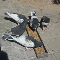 شهری قهوه ای