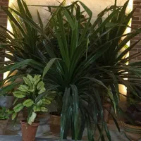 گل خنجری زیبا و بلند