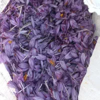 خرید فروش گل زعفران زیرکوه قاین