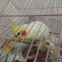 یک جفت عروس هلندی نر و ماده