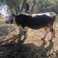 یک راس گاوشکمدارچالوسی