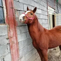 اسب کورد|اسب و تجهیزات اسب‌سواری|کرمانشاه, |دیوار