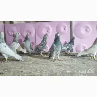 پرنده سرور شب بازی|پرنده|شیراز, کفترک|دیوار