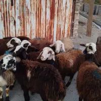 گوسفند و بره ماده