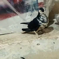 دمگیر گلین معاوضه با سیاه پشت کاکول دوبحر