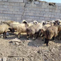 ۱۶راس میش هیکلی سرحال