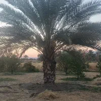 انواع درخت نخل ثمری و زینتی|خدمات باغبانی و درختکاری|اصفهان, خواجو|دیوار