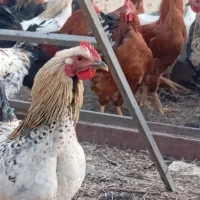 فروش خروس و وار|حیوانات مزرعه|خنداب, |دیوار