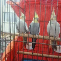 عروس هلندی|پرنده|اطاقور, |دیوار