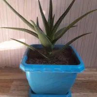 گل طبیعی|گل و گیاه طبیعی|هرسین, |دیوار