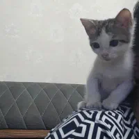 بچه گربه ماده کاملا رایگان