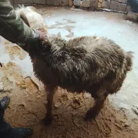 بره|حیوانات مزرعه|اردل, |دیوار