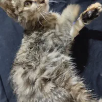 واگذاری بچه گربه