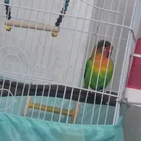 طوطی برزیلی|پرنده|ری, دیلمان|دیوار