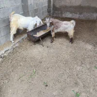 دو عدد پازن سالم و سرحال|حیوانات مزرعه|خورموج, |دیوار