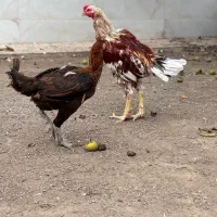 خروس ومرغ لاری
