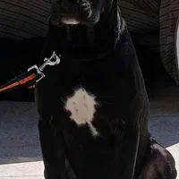 سگ پیت بول|سگ|تهران, کیانشهر|دیوار