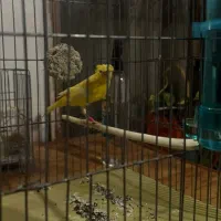 دختر ماده سوپر|پرنده|بندر انزلی, آذربایجان|دیوار