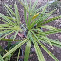 پالم دوساله ریشه‌ پر تعداد حدود ۲۰۰ گلدان|گل و گیاه طبیعی|کلاچای, |دیوار