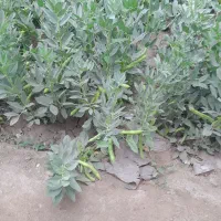 سر کارگرم ۱۵تا نیرودارم  برای سیب  وسیرجمع کردن