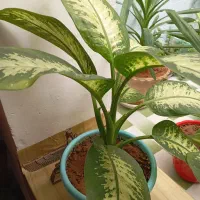 فروش‌گل‌دیفن‌باخیا
