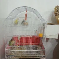 طوطی برزیلی مولد