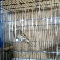 جوجه سره قناری تازه صاف ۵ماهه