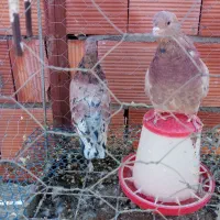 کبوتر سرور و سرخ|پرنده|کرمان, |دیوار