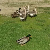 فروش قوغاز محلی|حیوانات مزرعه|ماکلوان, |دیوار