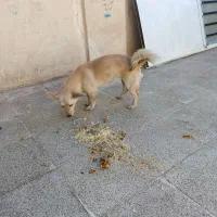 سگ پاکوتاه معاوضه کبوتر