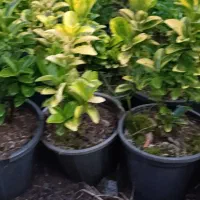 شمشاد طلایی ونعنایی قیمت درهم بگیرید 10|حراج|عباس‌آباد, |دیوار