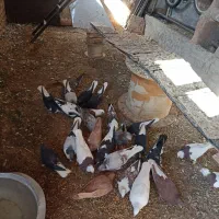 کبوتر|پرنده|نوده انقلاب, |دیوار