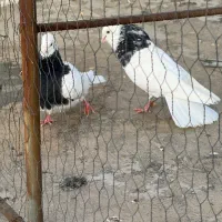 فروش یک جفت طوق الماسی با طوق سیاه خفت