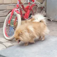 پامرخرسی نر