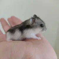 همستر نژاد مینیاتوری|موش و خرگوش|ارومیه, |دیوار